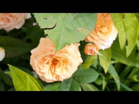 Первое цветение роз в Саду на трех холмах. Часть 1. смотреть онлайн