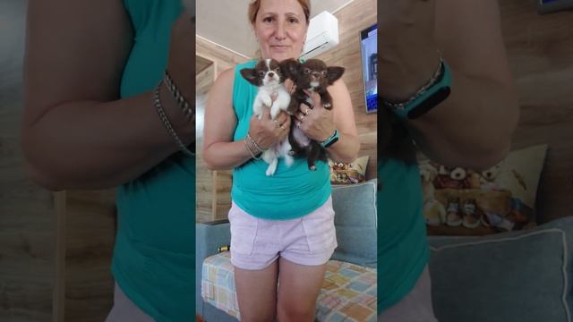 Раека и Изабель продажа длинношерстная чихуахуа питомник Кастропуло Крым+79787458062 viber WhatsApp смотреть онлайн