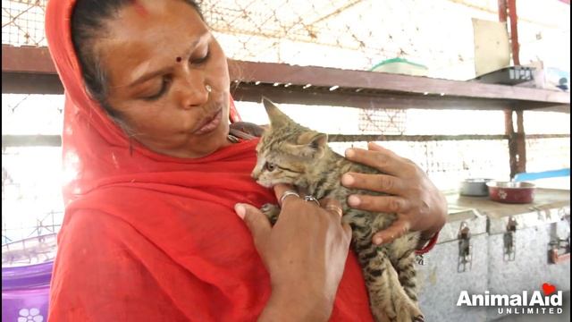 Saving a dying tiny kitten. смотреть онлайн
