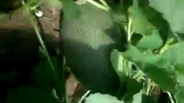 Дыня Амал смотреть онлайн