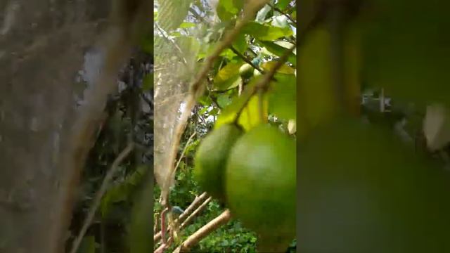 Sweet and Sour: Pink Guava ( Psidium guajava ) 2 смотреть онлайн