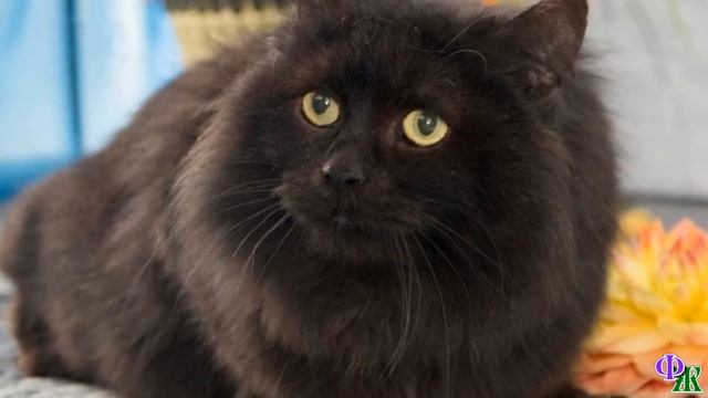 Хозяина увезла скорая и кот остался в подъезде, он смог растопить сердце вредной соседки, а потом… смотреть онлайн