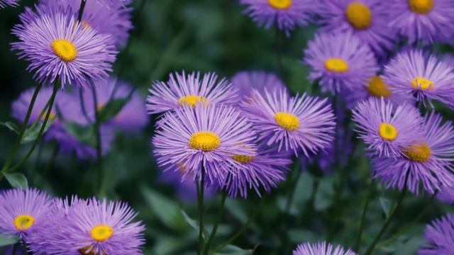 Reiki 3 Minute Timer with Relaxing Piano & Flute Music and Nature Sounds ~ 26 x 3 Tibetan Bell Time смотреть онлайн