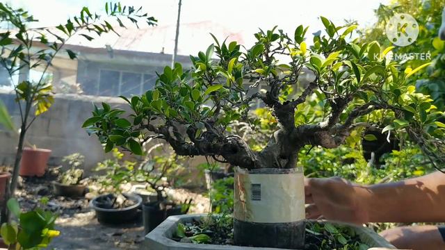 Work on Golden Ficus landing on the Rescue of Fukien tea Bonsai material смотреть онлайн