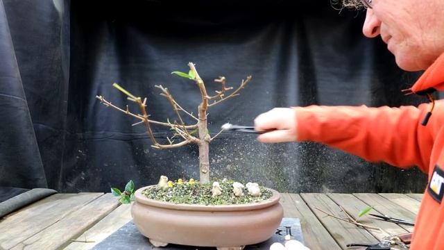 My Yellow Hibiscus, The Bonsai Zone, Nov 2021 смотреть онлайн