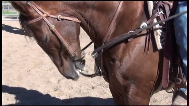 Al Dunning Draw Rope Martingale By Schutz Brothers