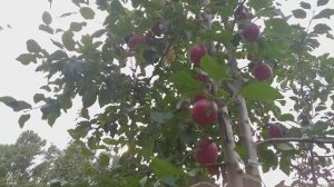 Яблоня сорт зимний Моди( Apple Моdi). Дегустация