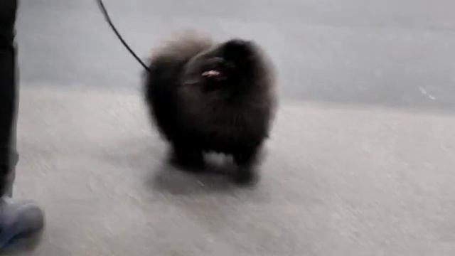 Шпиц на тренировке перед выставкой смотреть онлайн