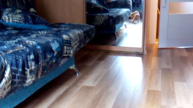 Перчик - бычара смотреть онлайн