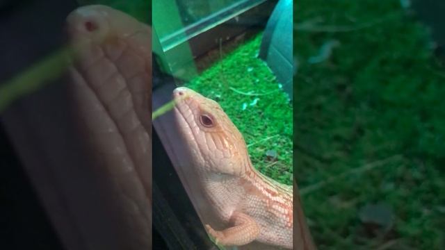 Up Close With Albino Blue-Tongue Lizard смотреть онлайн