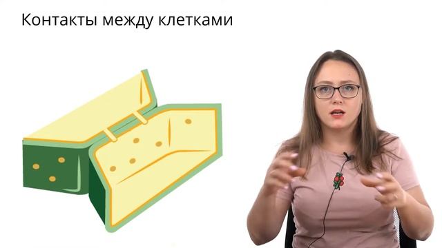 КЛЕТКА РАСТЕНИЯ | Клеточная стенка, вакуоль и пластиды | ЕГЭ-2024 по биологии смотреть онлайн
