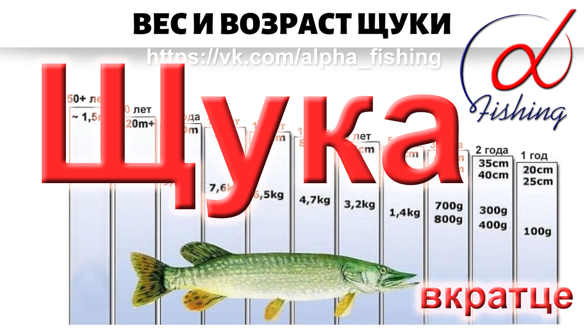 Щука. Вкратце / Основные принципы ловли щуки на спиннинг. Когда, как и на что ловить щуку? смотреть онлайн