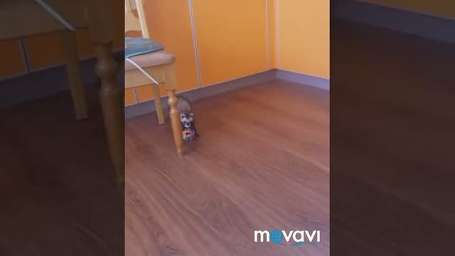 Хорек и игрушка для нее своими руками смотреть онлайн