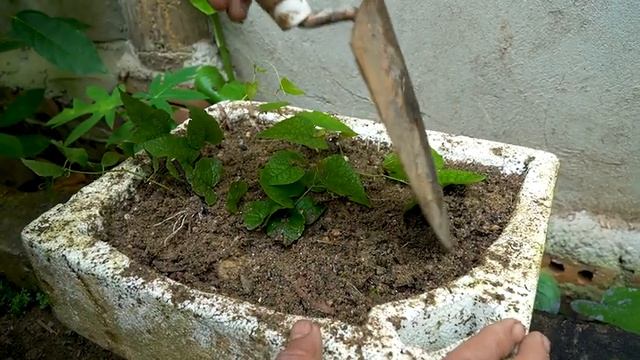 Method of propagation the flower of love that everyone wishes to own with banana | Antigonon смотреть онлайн