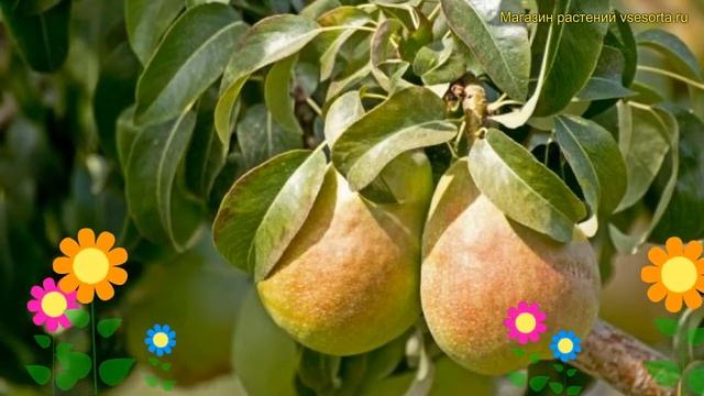 Груша обыкновенная Детская. Краткий обзор, описание характеристик Pyrus Communis Detskaia