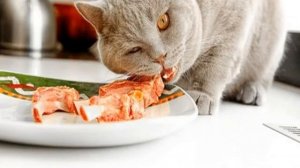 Чем кормить кошку в домашних условиях натуральной едой: особенности питания