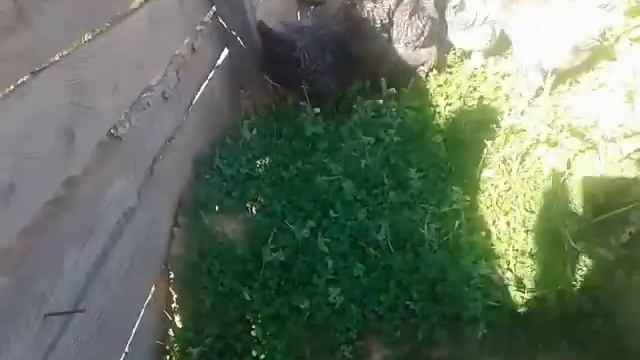 Куры и редька- любовь на всю жизнь смотреть онлайн