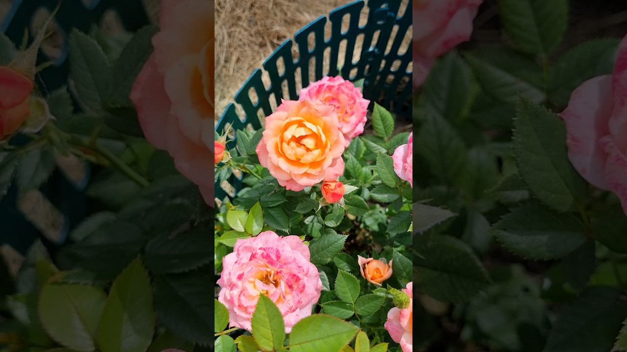 #Роза #Бриоза, одна из выживших после зимы #2024 маленькая теперь, но главное живая.