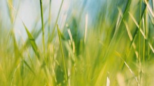 Футаж — Сочная летняя трава. Футажи (footage) красивая природа [FullHD]