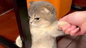 Приколы с котами! Самая смешная озвучка животных! Тест на психику!