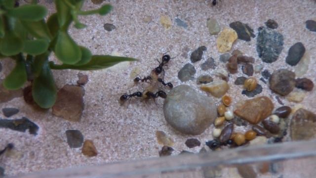 Муравьиная ферма #7. Первый живой белок для Жнецов. Первая охота. Кормовая личинка смотреть онлайн