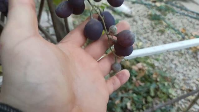 ВИНОГРАД ПОЧЕМУ НЕ ВЫЗРЕВАЕТ ЛОЗА ОСЕНЬЮ смотреть онлайн