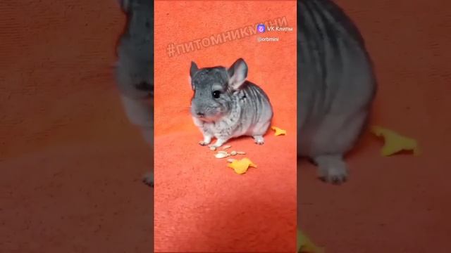 Мальчик #шиншилла в продаже!