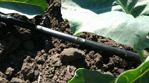 Капельный полив своими руками