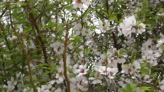 Цветет миндаль. смотреть онлайн