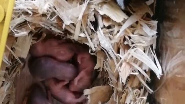 Новорожденные хомячки Джунгарики Какого размера Хомячиха родила