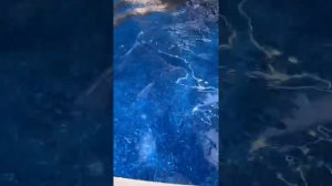 Бассейн Лагуна, 3,66 на 1,25 см итог спустя 3 недели