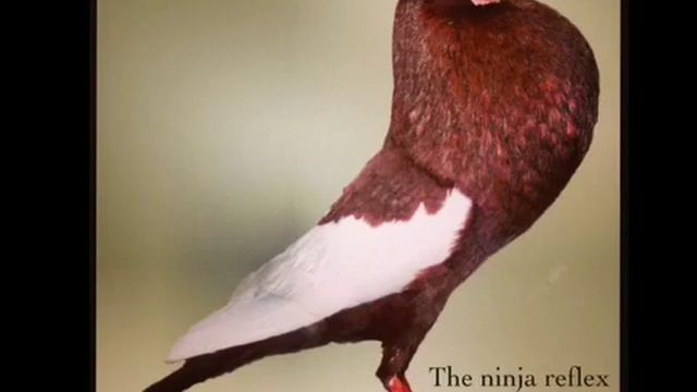 Hardcore Dominatrix - the Ninja Reflex смотреть онлайн