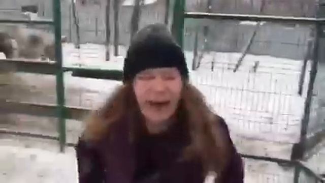 Ламы тоже плюют