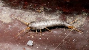 Кто такая чешуйница и как избавить от нее свой санузел