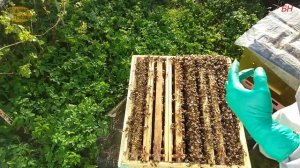 пчеловодство. май - время делать отводки, противороевые меры.