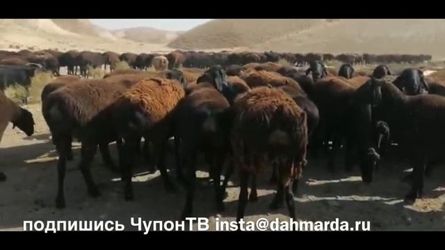Гиссарские овцы и аборигенные САО саги дахмарда Умарджона, ЧупонТВ Кабадиян 20 октября 2020