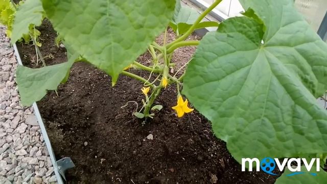 Борная кислота просто незаменима в дачном хозяйстве смотреть онлайн