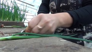 Как лучше обрезать лук перед посадкой на зелень.