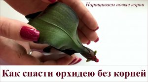 КАК СПАСТИ ОРХИДЕЮ БЕЗ КОРНЕЙ | Способы наращивания корней у орхидеи | Спасение орхидеи