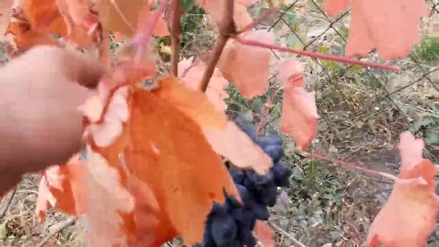 2 октября. Кармен виноград . смотреть онлайн