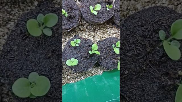 посев,подкормка пикировка кустовой петунии из таблеток смотреть онлайн