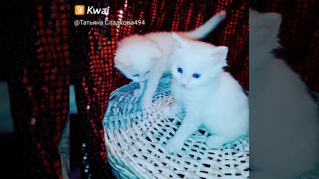 #котята #белыйкот #белыйкотенок Без кота жизнь не та)