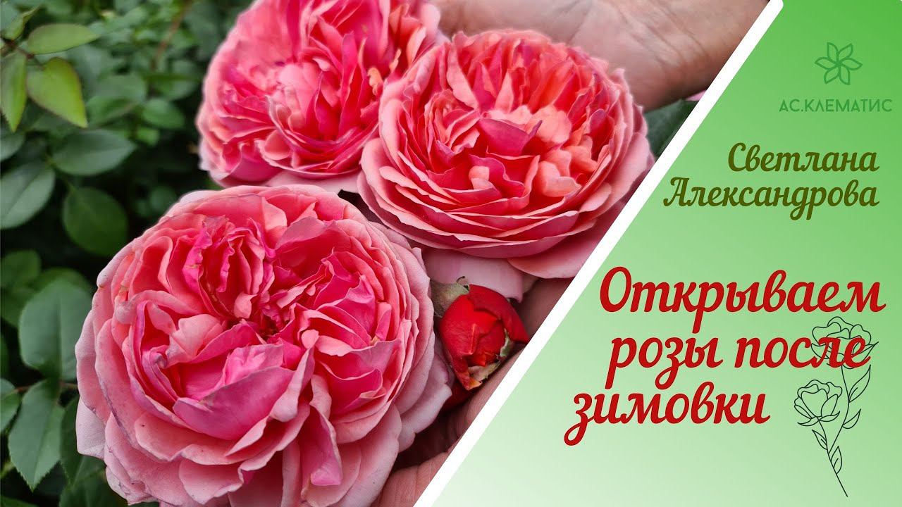 Как перезимовали РОЗЫ и КЛЕМАТИСЫ l Откапываем Проветриваем Обрабатываем. смотреть онлайн