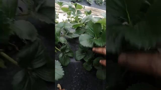 19 марта клубника ремонтантная сорт альбион смотреть онлайн