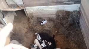 ЯМНОЕ СОДЕРЖАНИЕ КРОЛИКОВ САМОЕ ЛУЧШЕЕ. КРОЛИКИ В ЯМЕ. ПЛЮСЫ ЯМНОГО СОДЕРЖАНИЯ