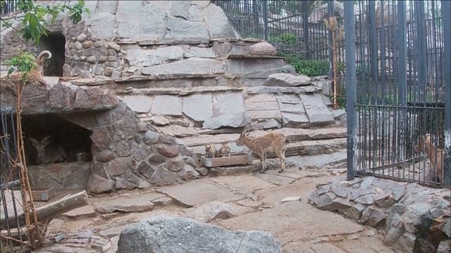 Родились 10 дагестанских туров!?? смотреть онлайн