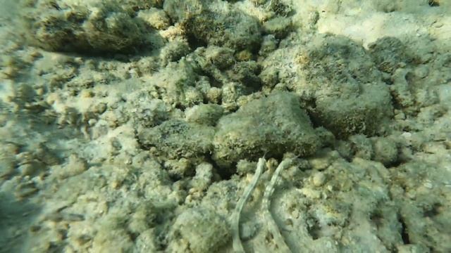 Змеи-рыбы? или Рыбы-змеи?)