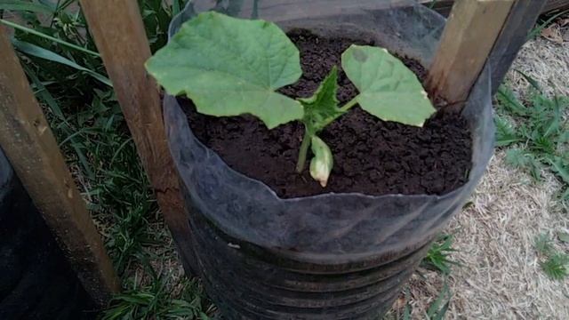 Выращиваю огурцы в пластиковых бутылках. 25-й день