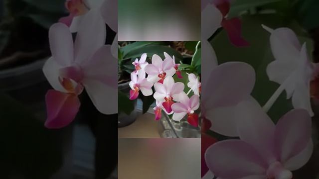 Phal. Liu's Berry смотреть онлайн