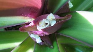 Уход за цветком Рео в домашних условиях